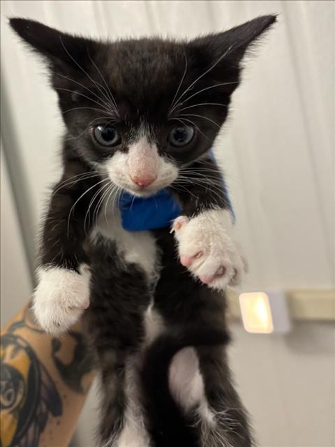 *Tiny