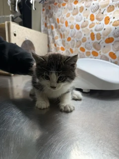 Tuko
