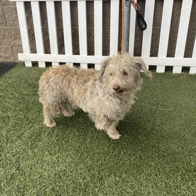 Adoptable Dog