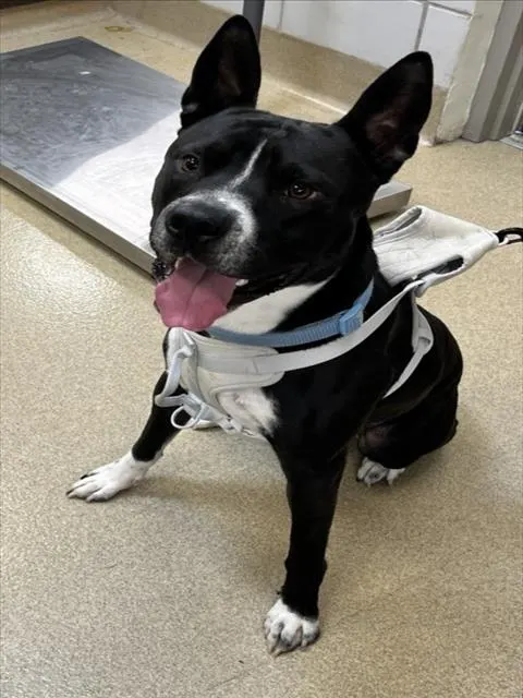 Sir Apollo