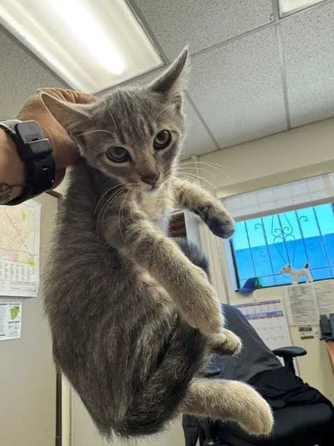 Adoptable Cat