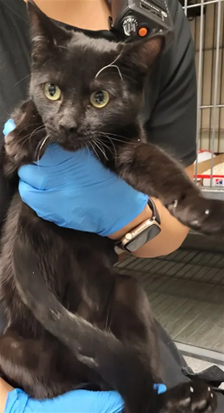 Adoptable Cat