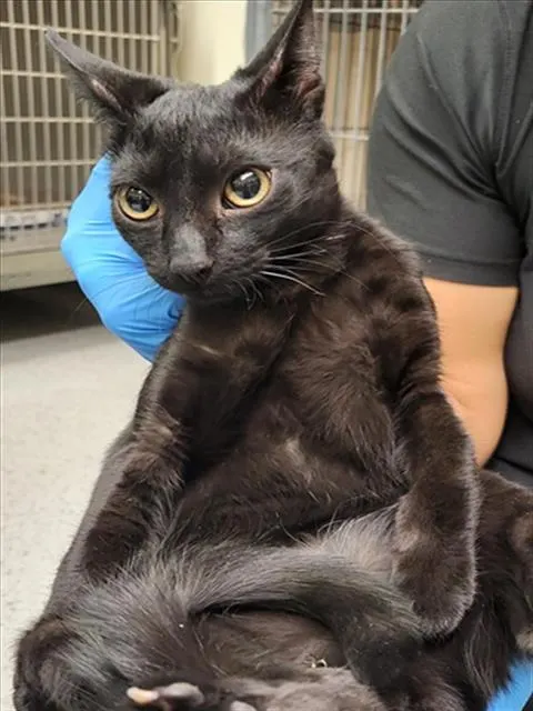 Adoptable Cat