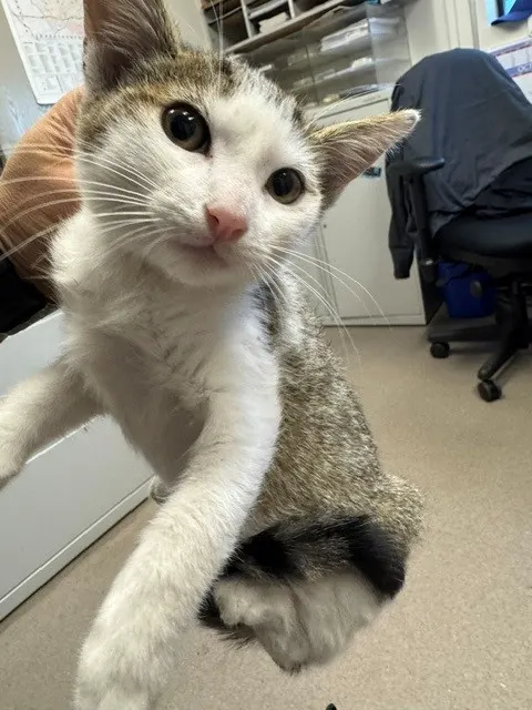 Adoptable Cat