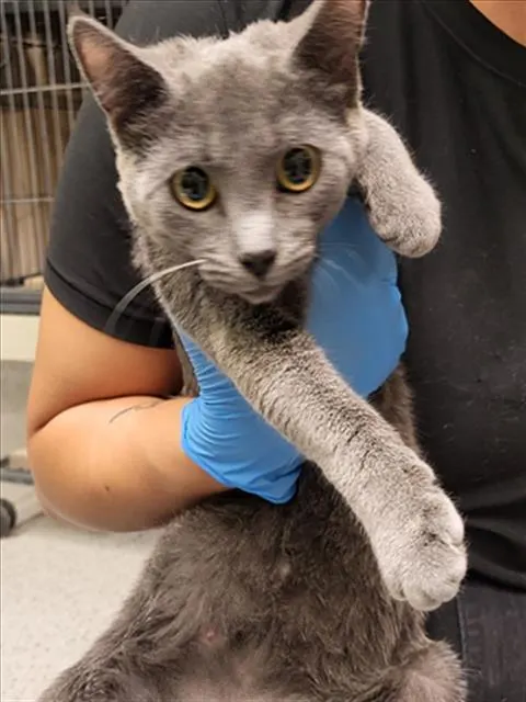 Adoptable Cat