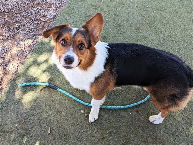Ollie