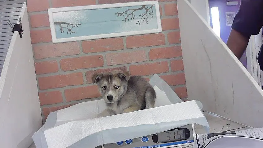 Adoptable Dog