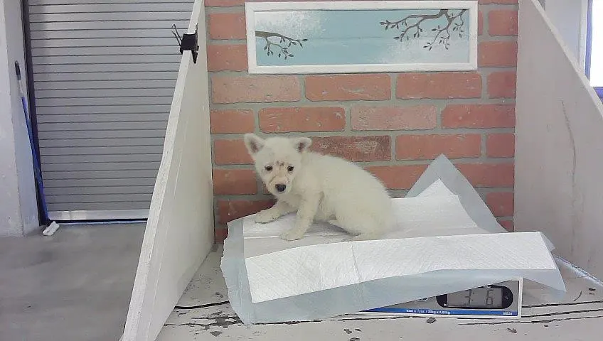 Adoptable Dog