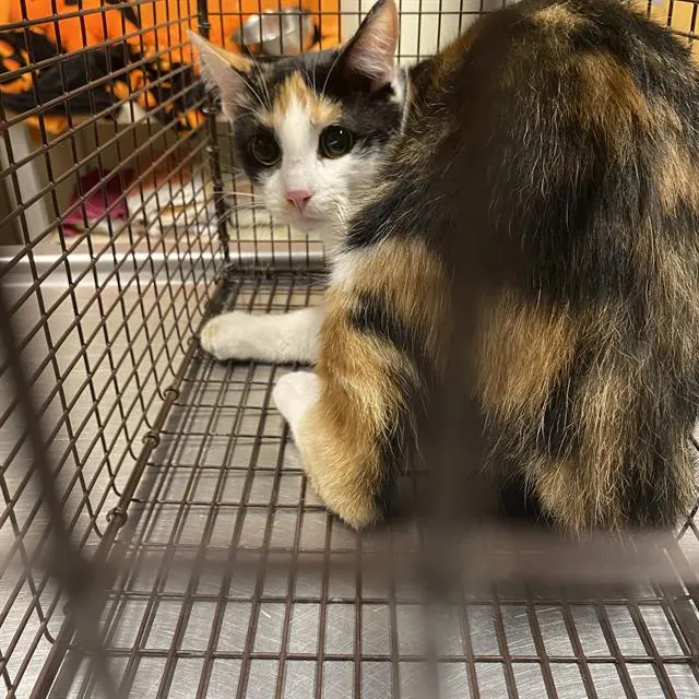 Adoptable Cat