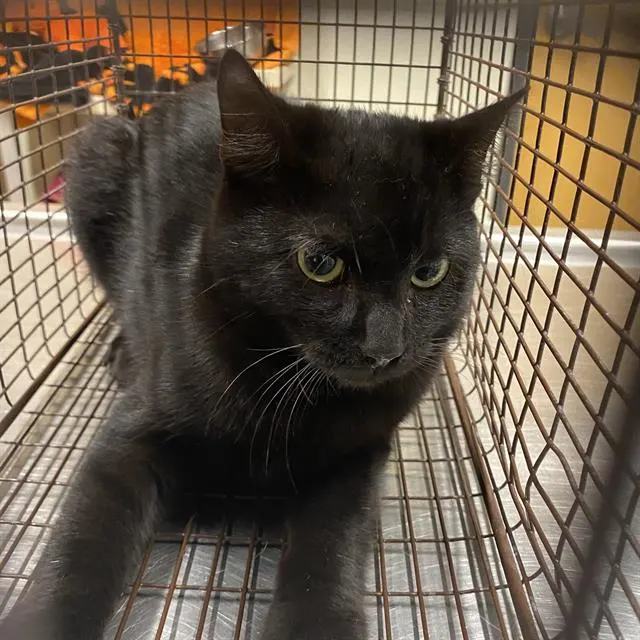 Adoptable Cat