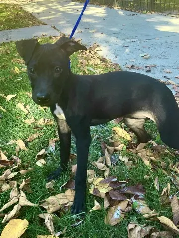 Kora