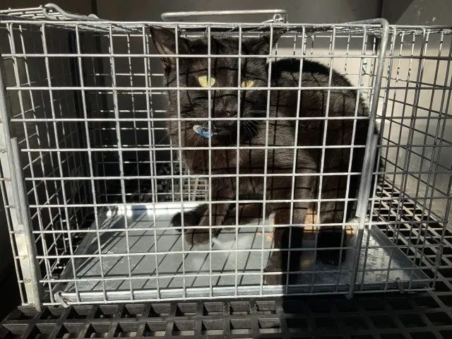 Adoptable Cat