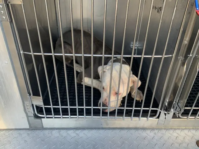 Adoptable Dog