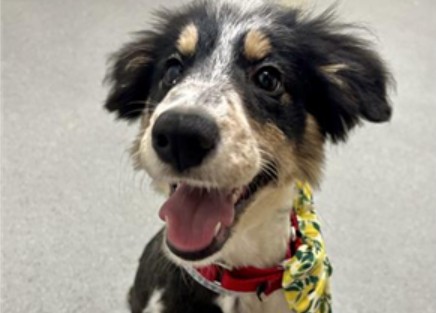 Bindi