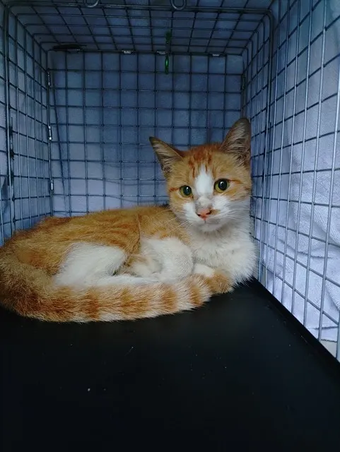 Adoptable Cat