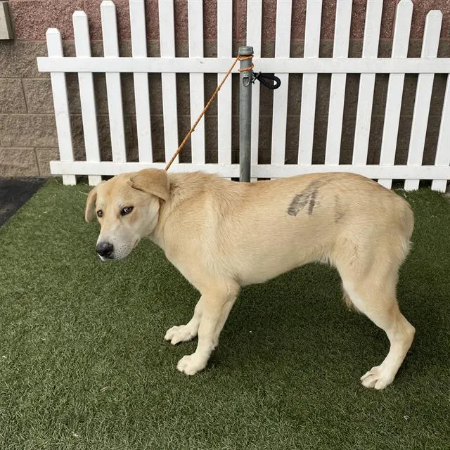 Adoptable Dog