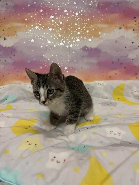 Adoptable Cat