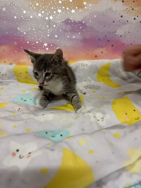 Adoptable Cat