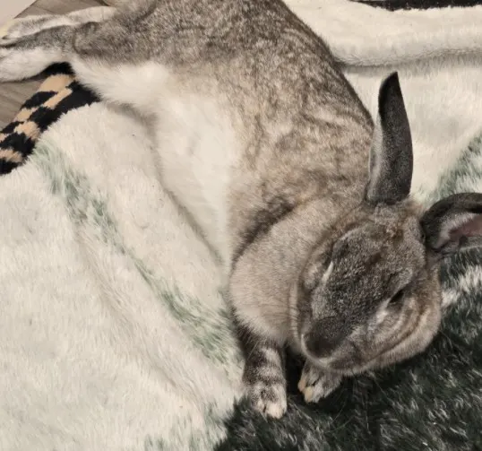 Mrs. Bun Bun