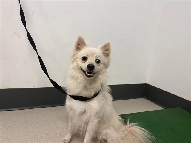 Adoptable Dog