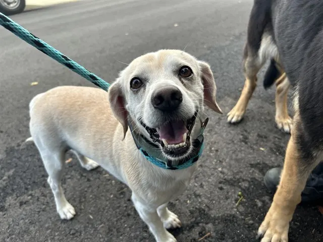Adoptable Dog