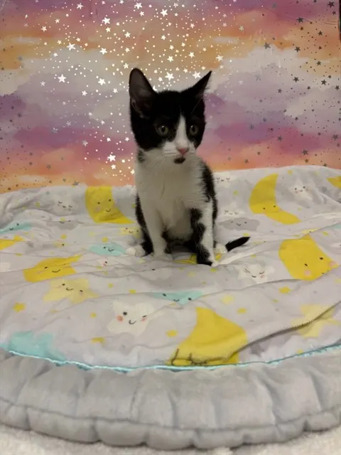 Oreo