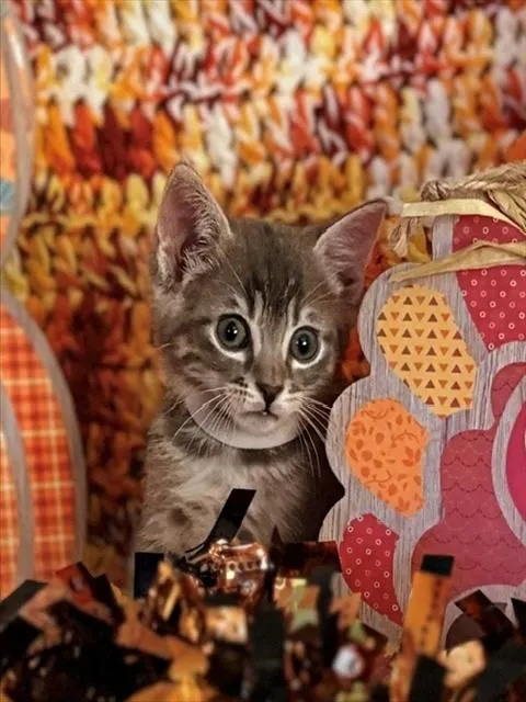 Oliver