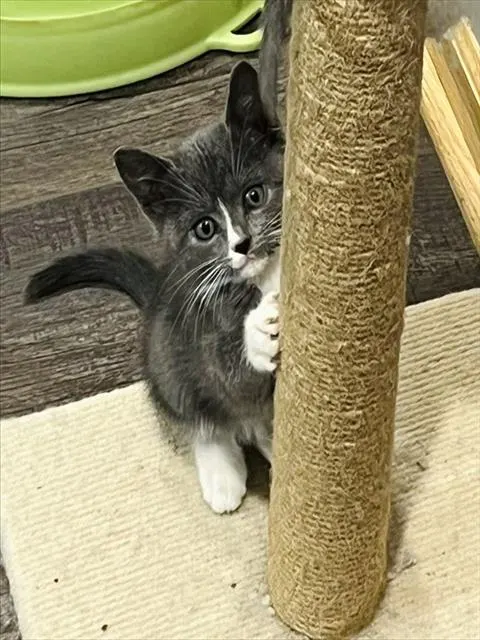 Fiona