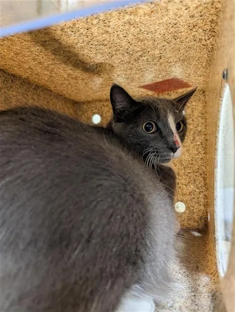 *Barn Cat* Grayson