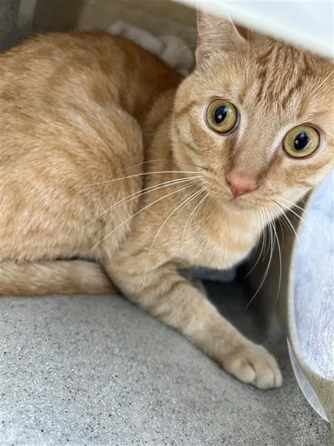 *Barn Cat* Pancho