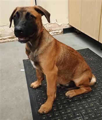 Adoptable Dog