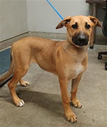 Adoptable Dog