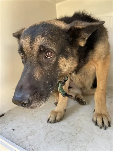 Adoptable Dog