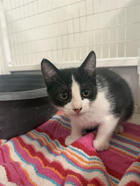 Adoptable Cat