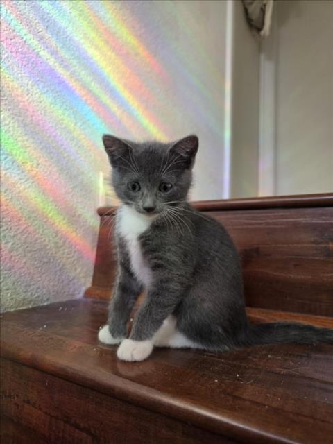 Peaches