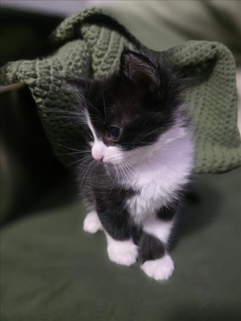 Marbles