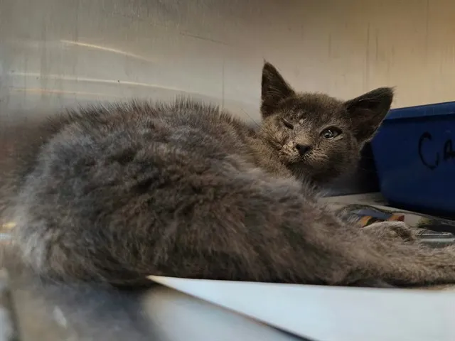 Adoptable Cat