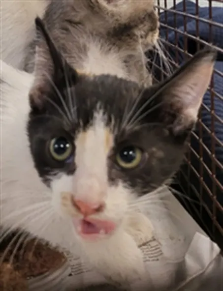 Adoptable Cat