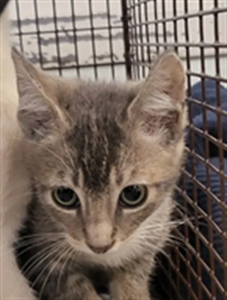 Adoptable Cat