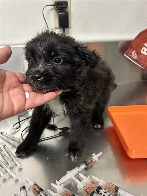 Adoptable Dog