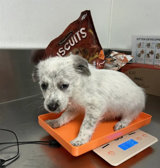 Adoptable Dog