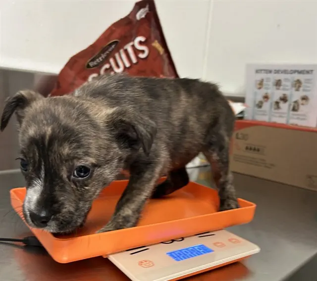 Adoptable Dog