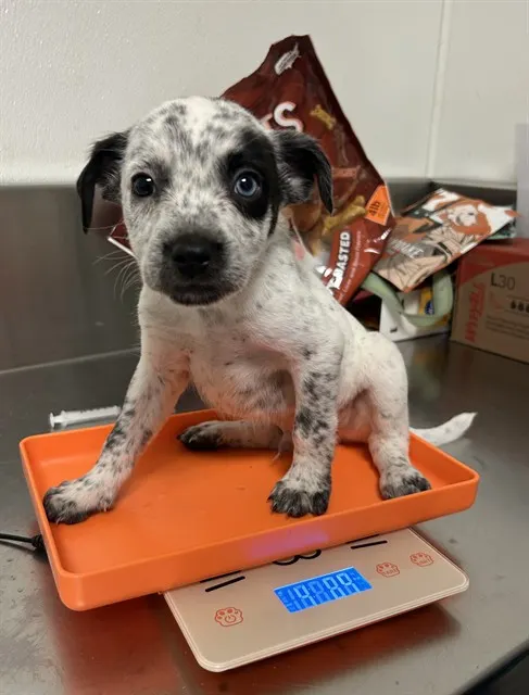 Adoptable Dog