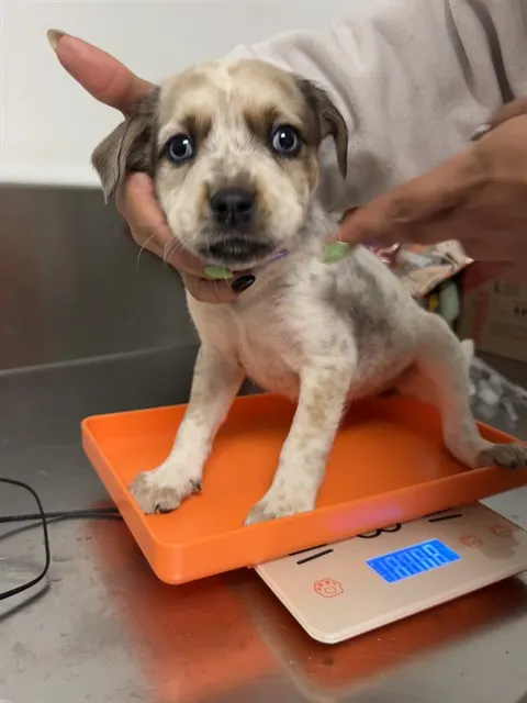 Adoptable Dog