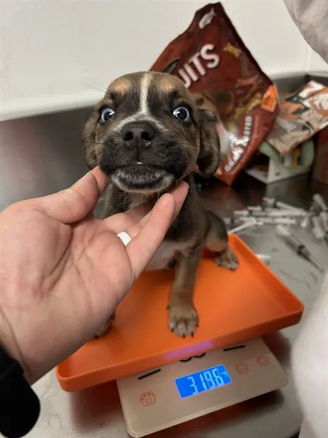 Adoptable Dog