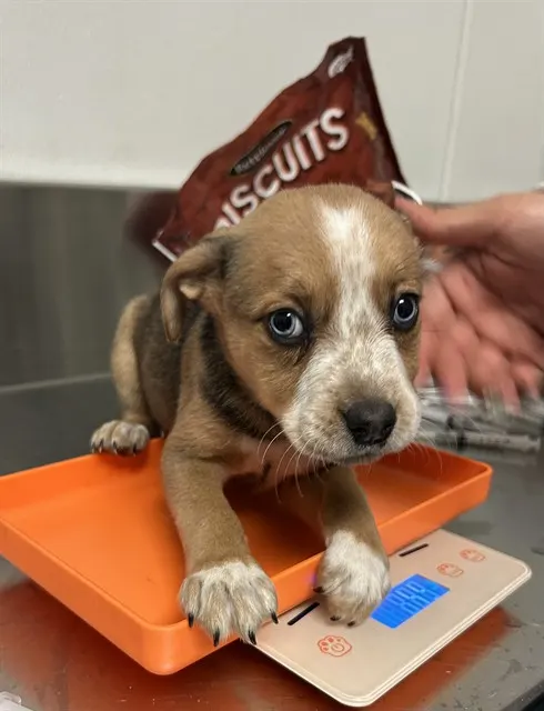 Adoptable Dog