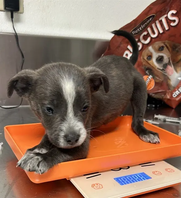 Adoptable Dog