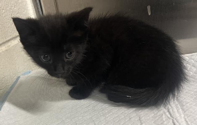 Black Bean