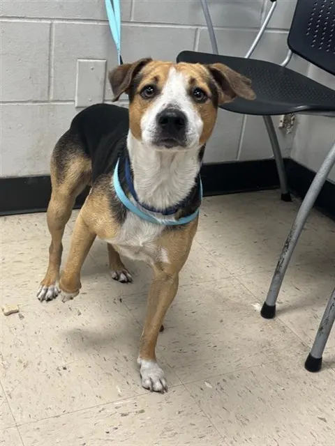Adoptable Dog
