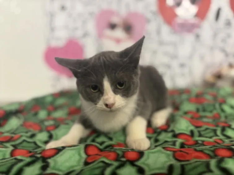 Adoptable Cat